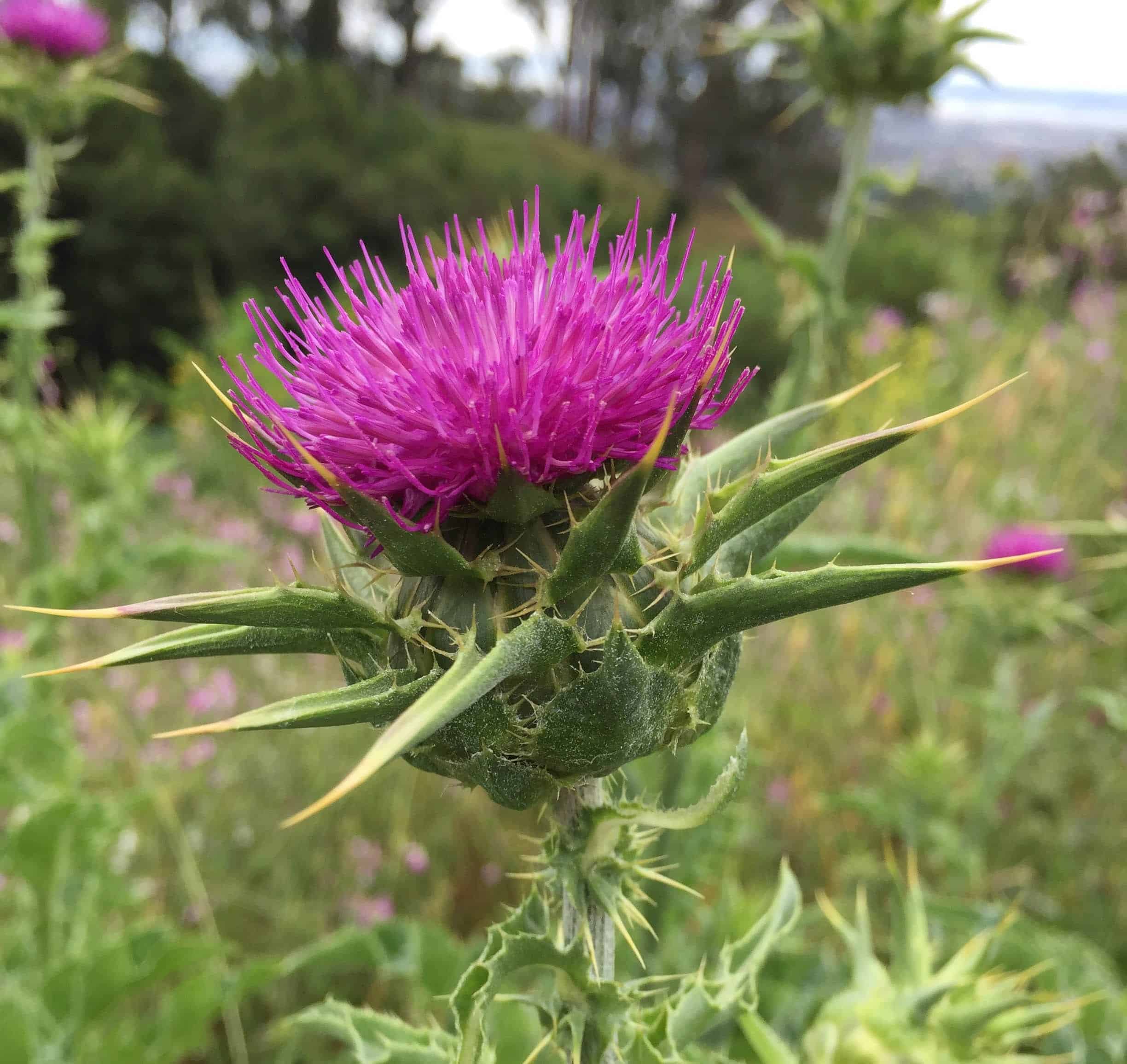 Weed Power Milk Thistle, Liver Disease & the